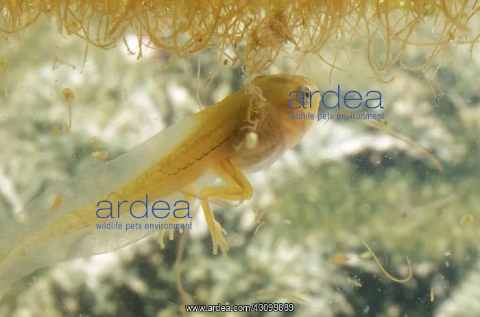 : Pacific Chorus Frog Tadpole : Pacific Chorus Frog Tadpole