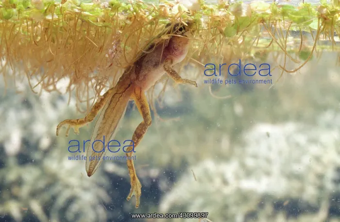 : Pacific Chorus Frog Tadpole : Pacific Chorus Frog Tadpole