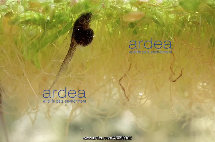 : Pacific Chorus Frog Tadpole : Pacific Chorus Frog Tadpole