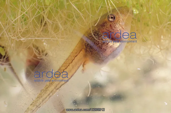 : Pacific Chorus Frog Tadpole : Pacific Chorus Frog Tadpole