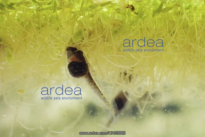: Pacific Chorus Frog Tadpole : Pacific Chorus Frog Tadpole