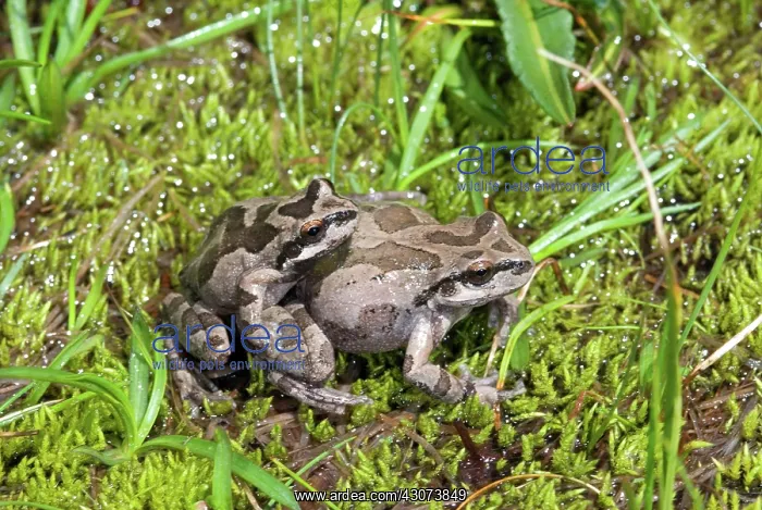 : Pacific Chorus Frogs Mating : Pacific Chorus Frogs Mating