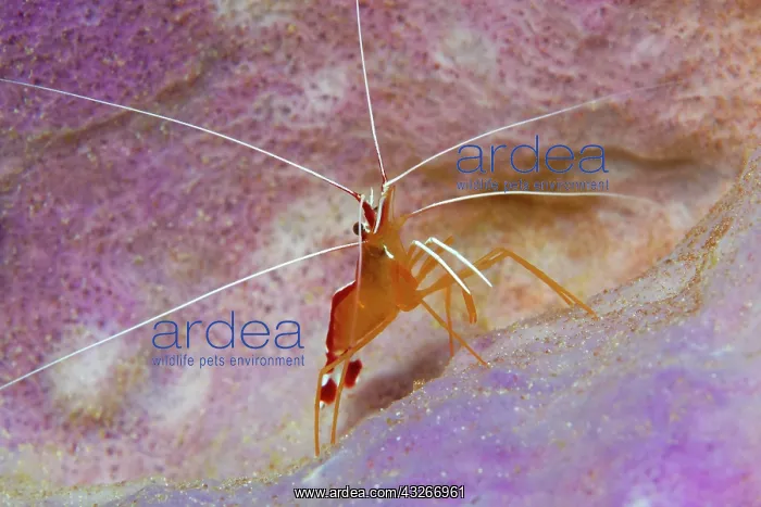  : Pacific cleaner shrimp (Lysmata amboinensis), sitting