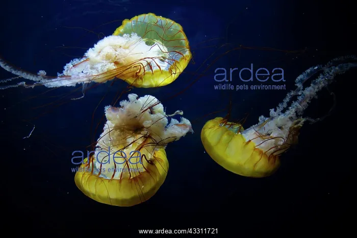 : Pacific compass jellyfish (Chrysaora fuscescens) : Pacific compass jellyfish (Chrysaora fuscescens)