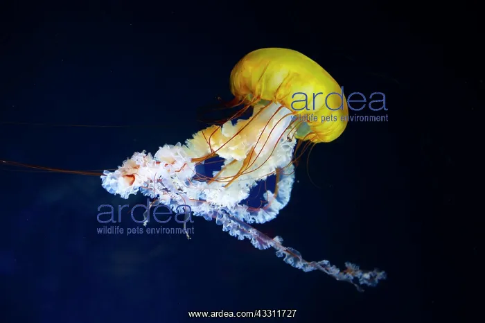  : Pacific compass jellyfish (Chrysaora fuscescens)