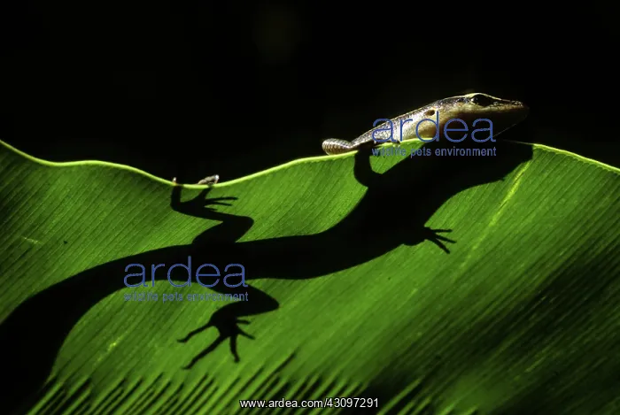  : Pacific Copper-striped Skink