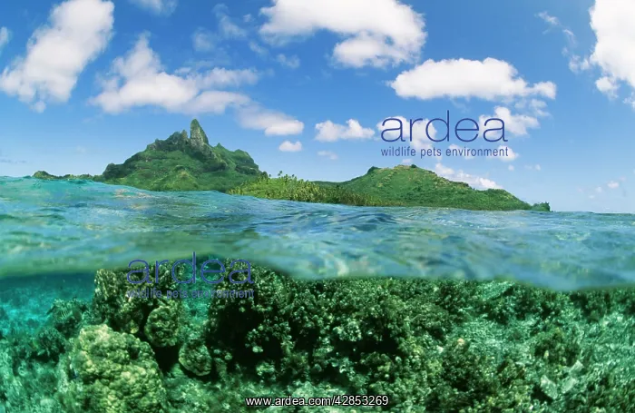 : PACIFIC - Coral reef and volcanoes : PACIFIC - Coral reef and volcanoes