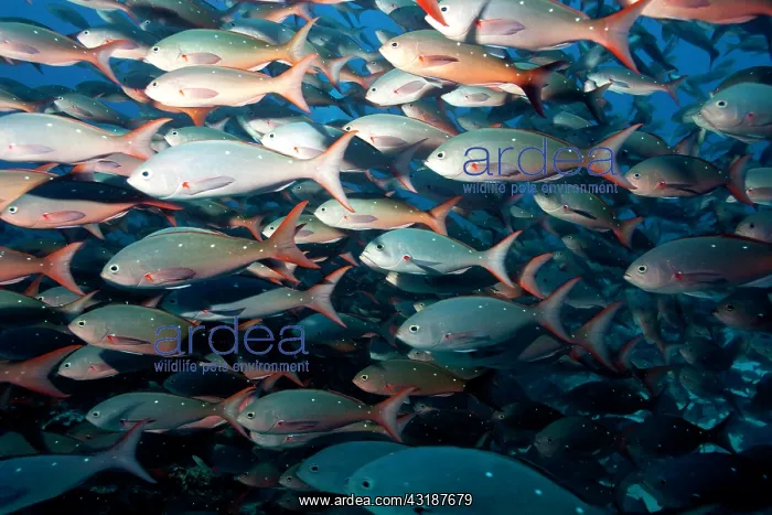 : Pacific creolefish Paranthias colonus Darwin island Galapago : Pacific creolefish Paranthias colonus Darwin island Galapago