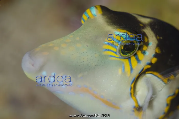 : Pacific Crown Toby - Baung Penyu (Coral Wall) dive : Pacific Crown Toby - Baung Penyu (Coral Wall) dive