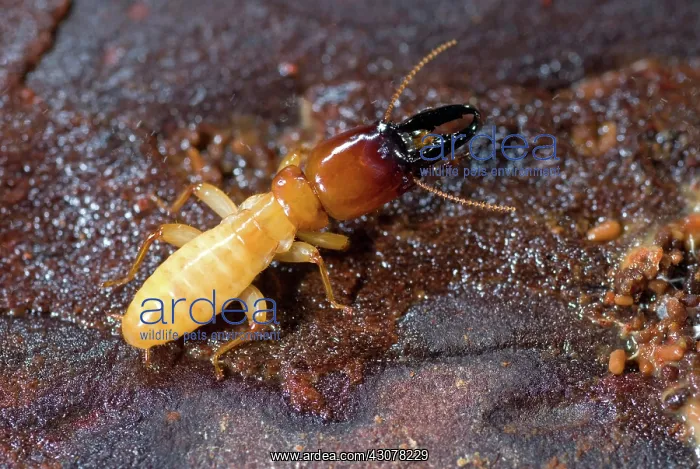 : Pacific Dampwood Termite : Pacific Dampwood Termite
