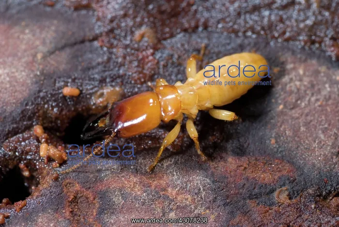 : Pacific Dampwood Termite : Pacific Dampwood Termite