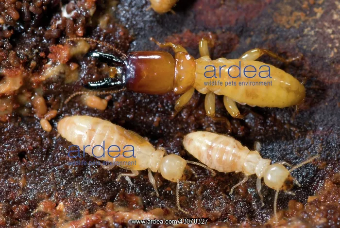 : Pacific Dampwood Termites : Pacific Dampwood Termites
