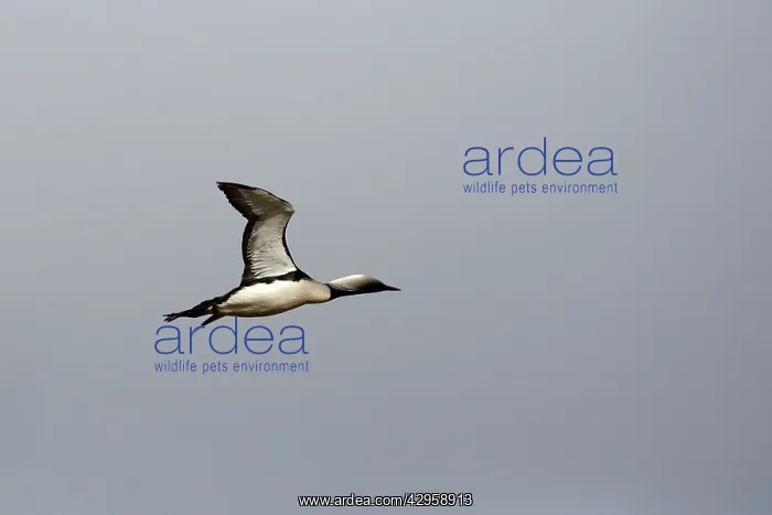 : Pacific Diver / Pacific Loon : Pacific Diver / Pacific Loon