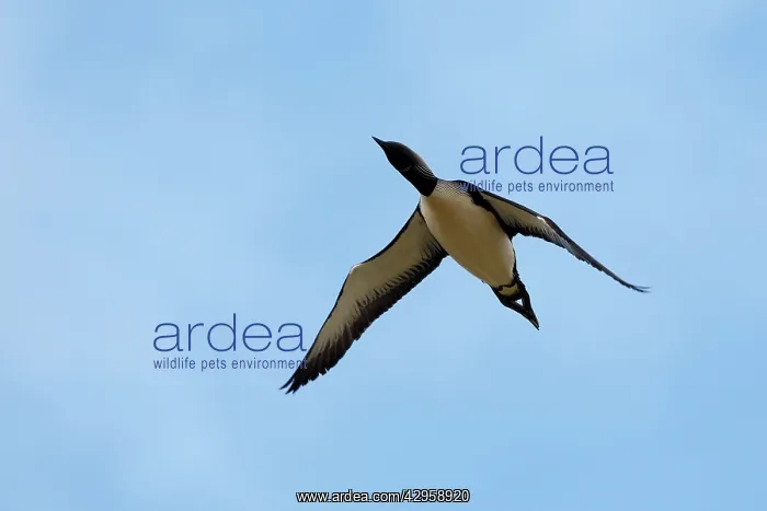 : Pacific Diver / Pacific Loon : Pacific Diver / Pacific Loon