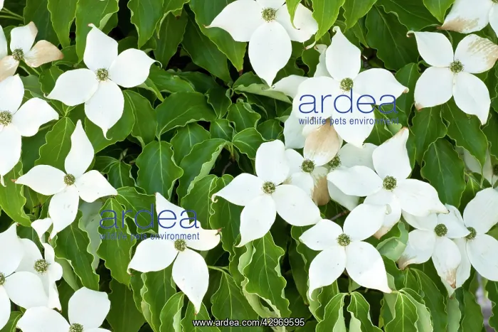 : Pacific Dogwood : Pacific Dogwood