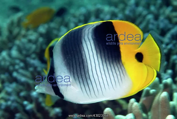  : Pacific Double-Saddle Butterflyfish
