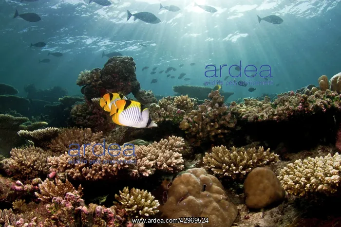: Pacific double-sattle Butterflyfish - Stony Corals : Pacific double-sattle Butterflyfish - Stony Corals