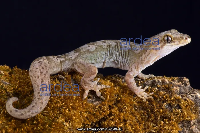 : The Pacific gecko (Dactylocnemis pacificus) is a : The Pacific gecko (Dactylocnemis pacificus) is a