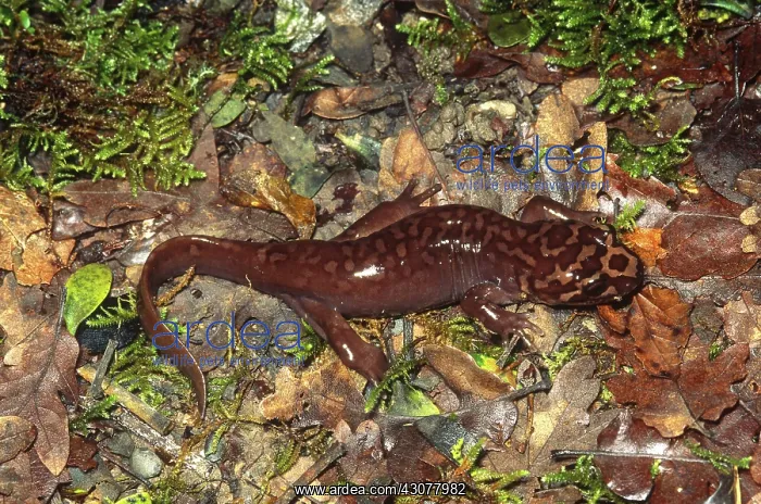  : Pacific Giant Salamander