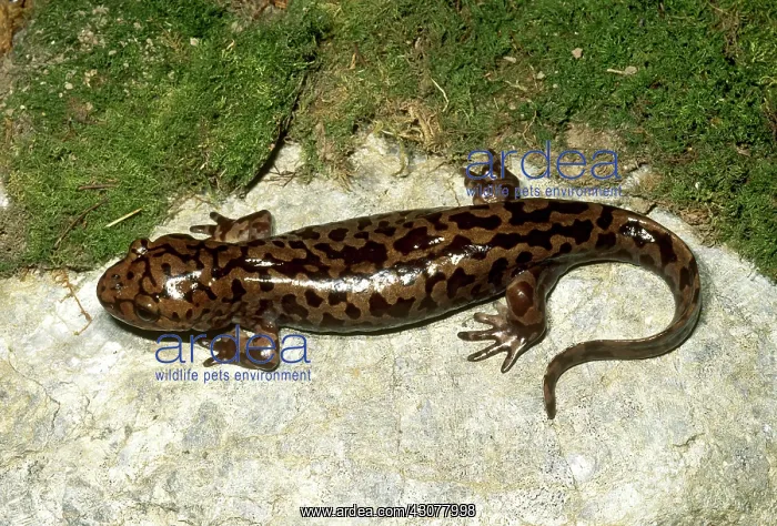 : Pacific Giant Salamander : Pacific Giant Salamander