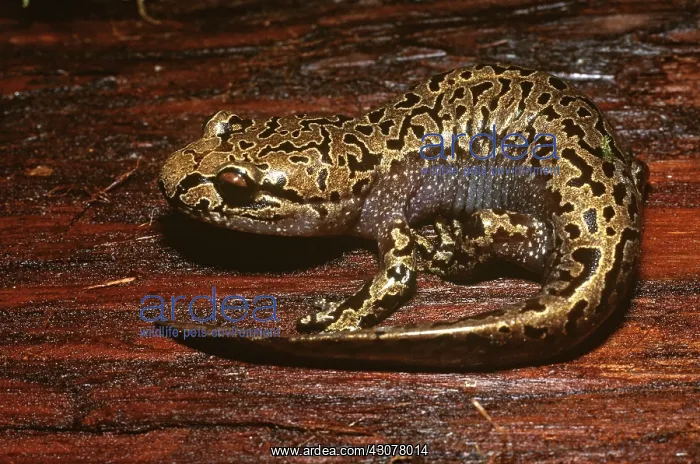 : Pacific Giant Salamander : Pacific Giant Salamander