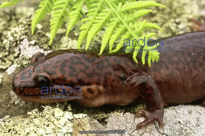 : Pacific Giant Salamander : Pacific Giant Salamander
