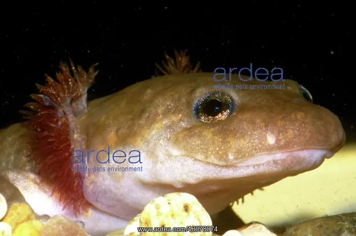  : Pacific Giant Salamander Larva