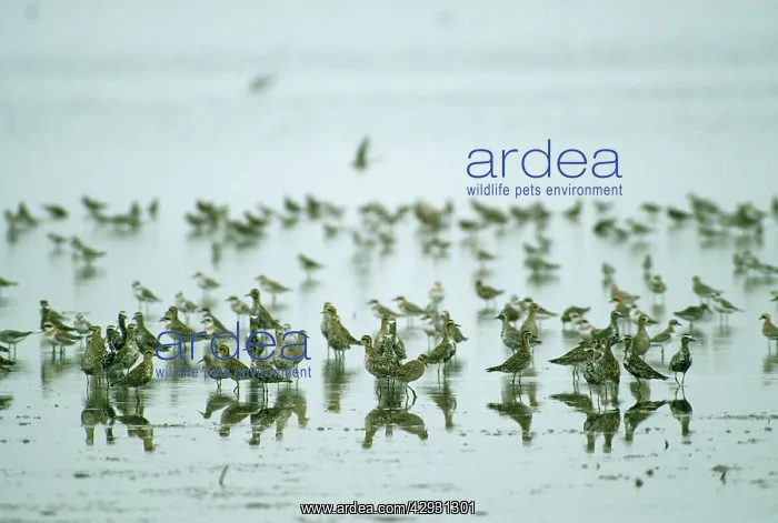 : Pacific Golden / Asiatic / Lesser / Least Plover : Pacific Golden / Asiatic / Lesser / Least Plover