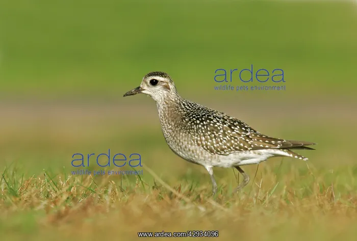 : Pacific Golden Plover - 1st Winter female : Pacific Golden Plover - 1st Winter female