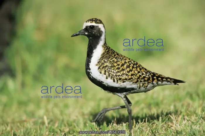 : Pacific Golden Plover : Pacific Golden Plover