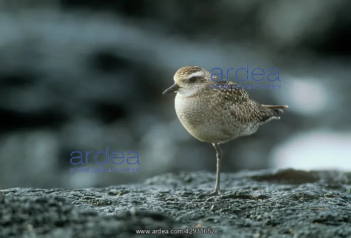: Pacific Golden PLOVER - female : Pacific Golden PLOVER - female