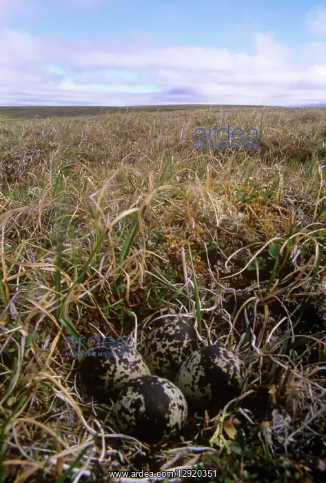 : Pacific Golden PLOVER - nest with eggs : Pacific Golden PLOVER - nest with eggs