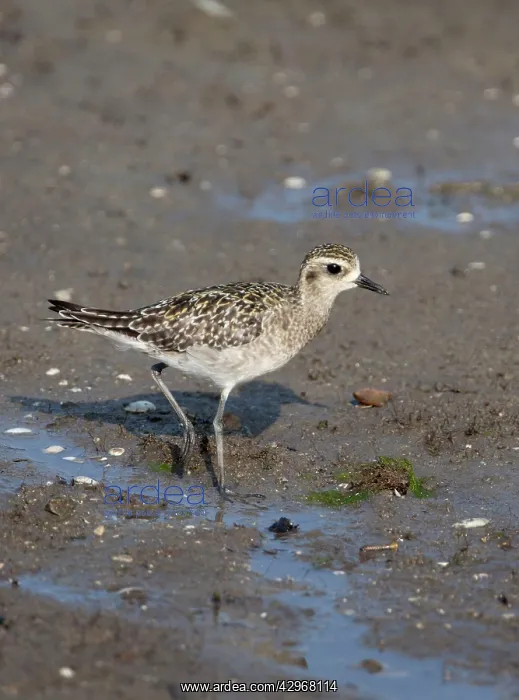 : Pacific Golden Plover - in winter plumage : Pacific Golden Plover - in winter plumage