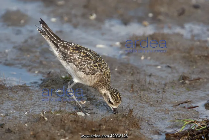 : Pacific Golden Plover - in winter plumage : Pacific Golden Plover - in winter plumage