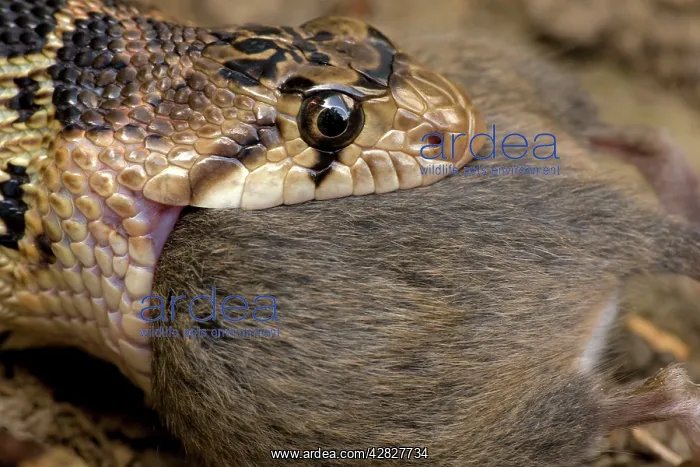  : Pacific Gopher Snake - eating Mouse