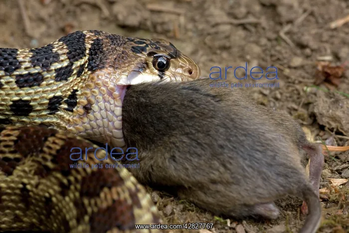 : Pacific Gopher Snake - eating Mouse : Pacific Gopher Snake - eating Mouse