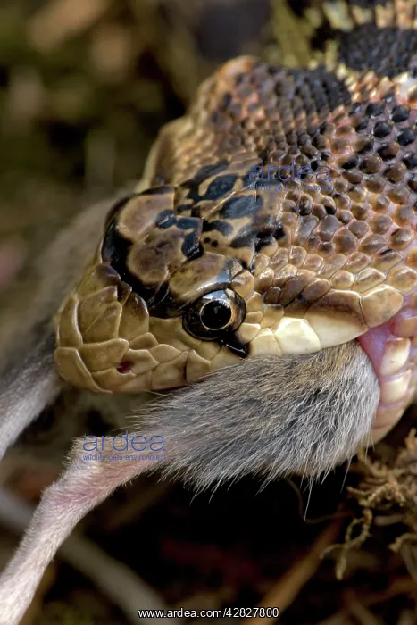 : Pacific Gopher Snake - eating Mouse : Pacific Gopher Snake - eating Mouse
