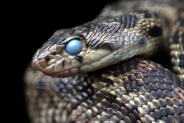  : Pacific Gopher Snake - with eyes clouded prior