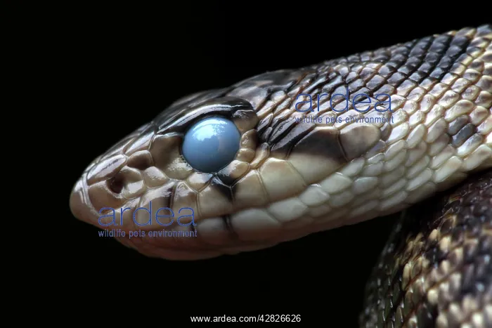: Pacific Gopher Snake - with eyes clouded prior : Pacific Gopher Snake - with eyes clouded prior