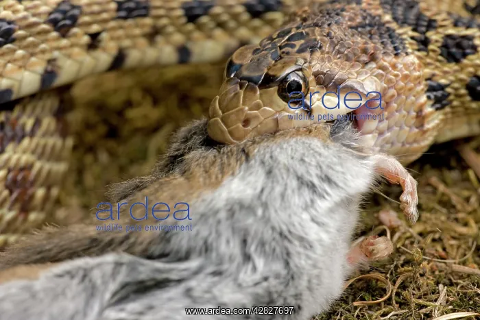 : Pacific Gopher Snake Head - eating Mouse : Pacific Gopher Snake Head - eating Mouse