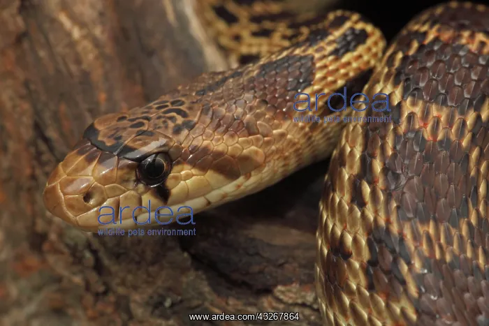 : Pacific Gopher Snake (Pituophis melanoleucus catenifer) : Pacific Gopher Snake (Pituophis melanoleucus catenifer)