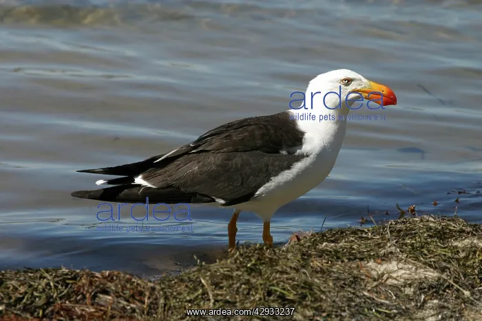 : Pacific Gull : Pacific Gull