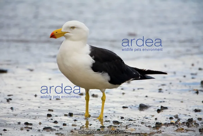: Pacific Gull : Pacific Gull