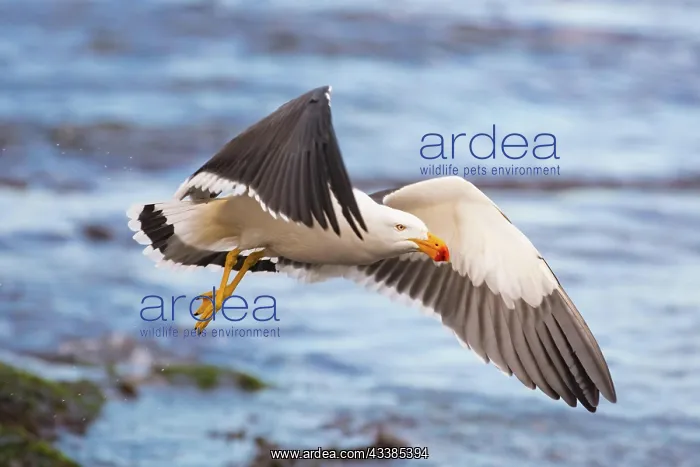 : A Pacific Gull at Monforts Beach during a sunny d : A Pacific Gull at Monforts Beach during a sunny d
