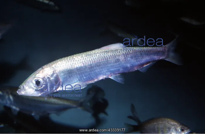 : PACIFIC HERRING - WHOLE BODY : PACIFIC HERRING - WHOLE BODY