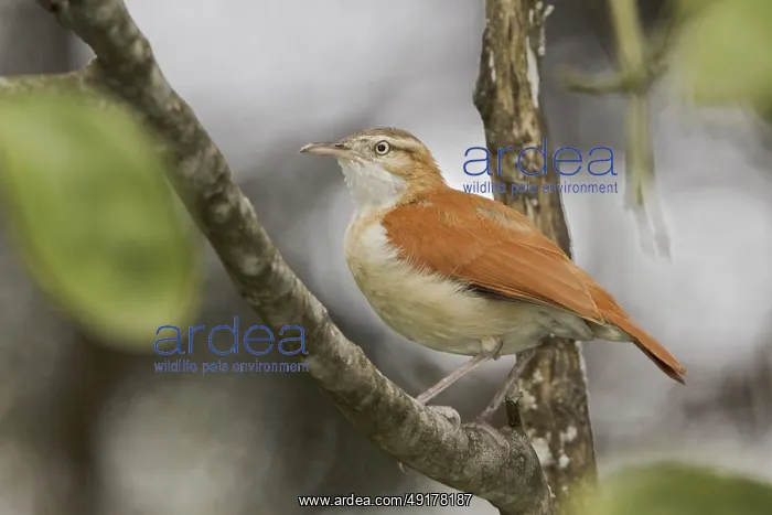 : Pacific Hornero (Furnarius leucopus), Ecuador : Pacific Hornero (Furnarius leucopus), Ecuador