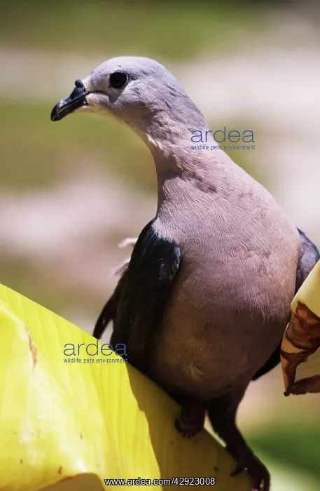 : Pacific Imperial Pigeon - Immature : Pacific Imperial Pigeon - Immature
