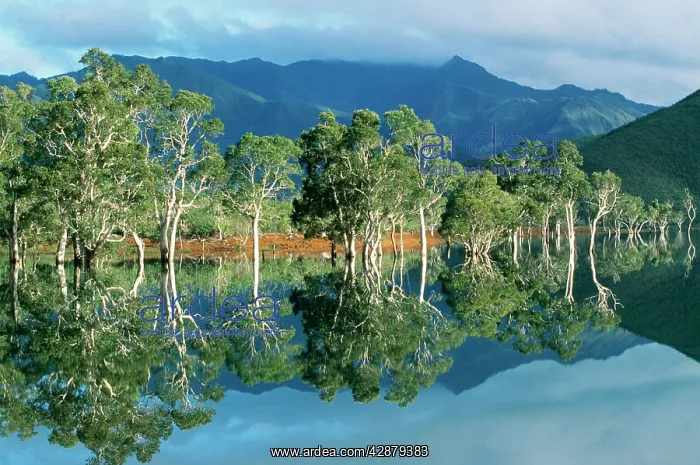 : PACIFIC ISLANDS - New Caledonia, Niaouli trees : PACIFIC ISLANDS - New Caledonia, Niaouli trees