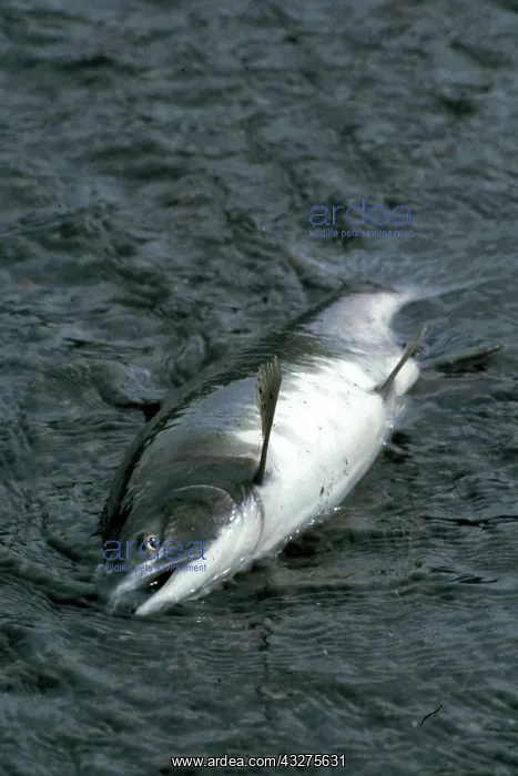 : Pacific (King) Salmon, Anadromous, migrates to freshwaters : Pacific (King) Salmon, Anadromous, migrates to freshwaters