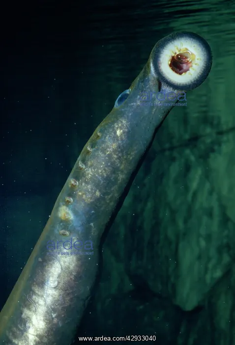 : PACIFIC LAMPREY - showing sucker : PACIFIC LAMPREY - showing sucker
